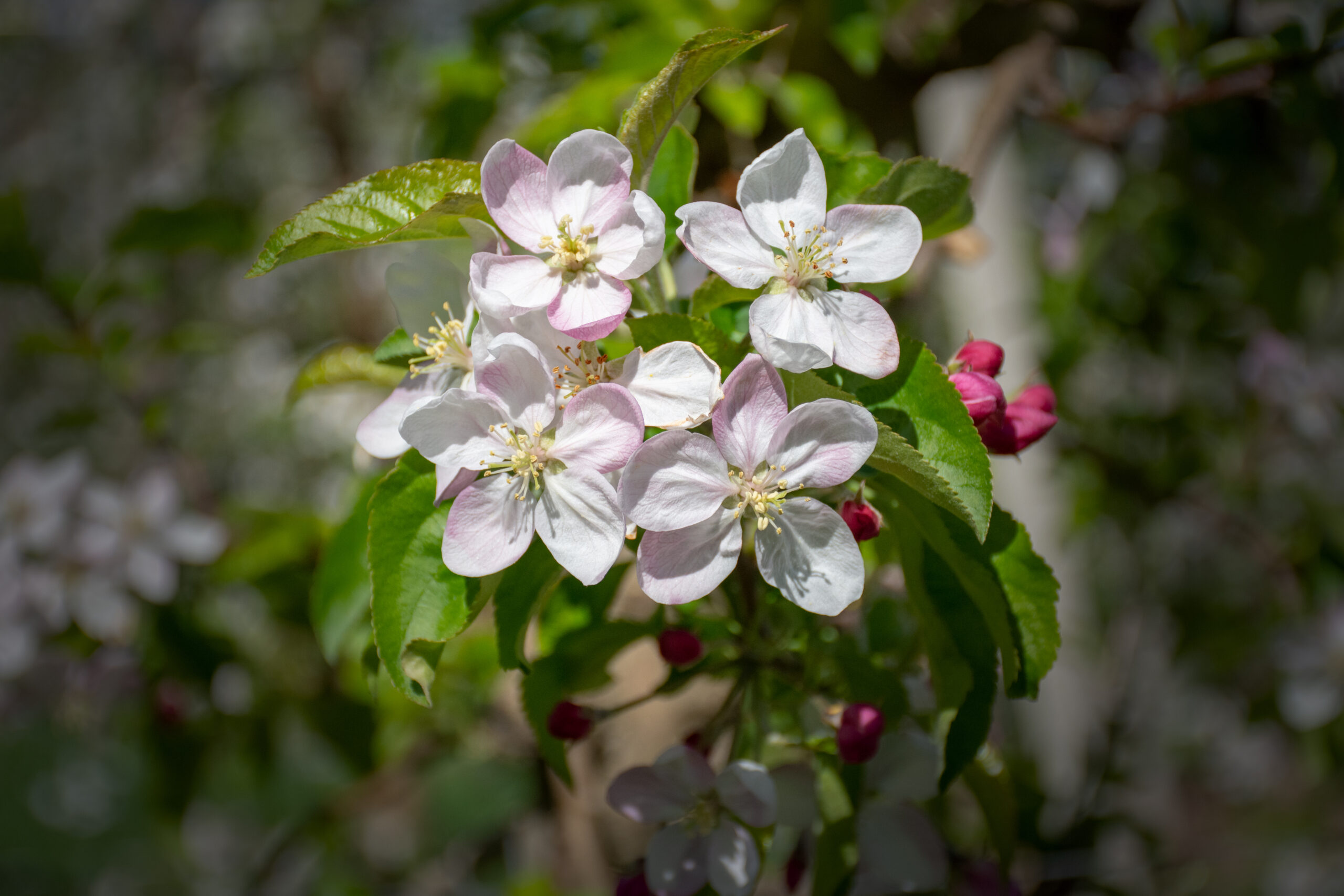 Scopri di più sull'articolo Fiori di Maggio